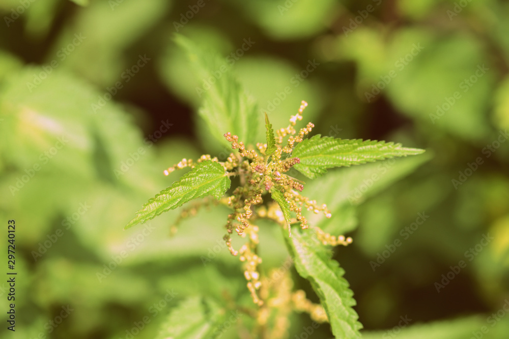 Nettle stalks in a summer garden close-up. Retro style toned Nettle stalks in a summer garden close-up. Retro style toned