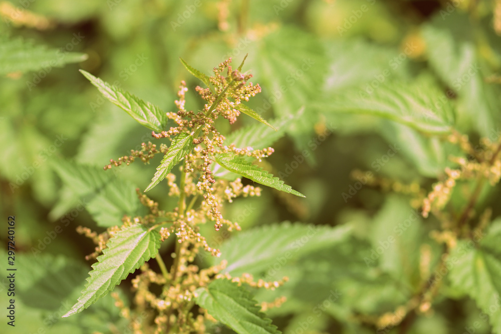 Nettle stalks in a summer garden close-up. Retro style toned Nettle stalks in a summer garden close-up. Retro style toned