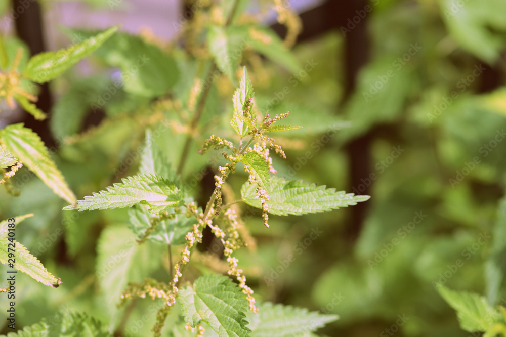 Nettle stalks in a summer garden close-up. Retro style toned Nettle stalks in a summer garden close-up. Retro style toned
