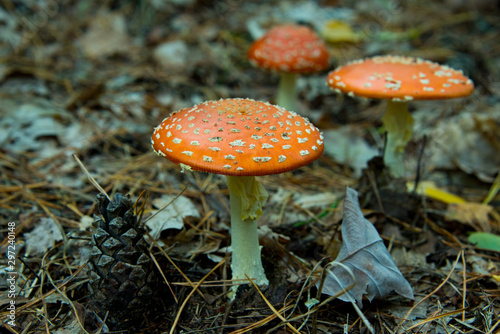 fly agaric (toadstool) waiting for mushroom pickers in brandenburg forest, near berlin, germany