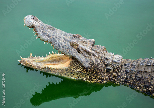 Tablou Canvas Freshwater crocodiles are open mouth in the water.