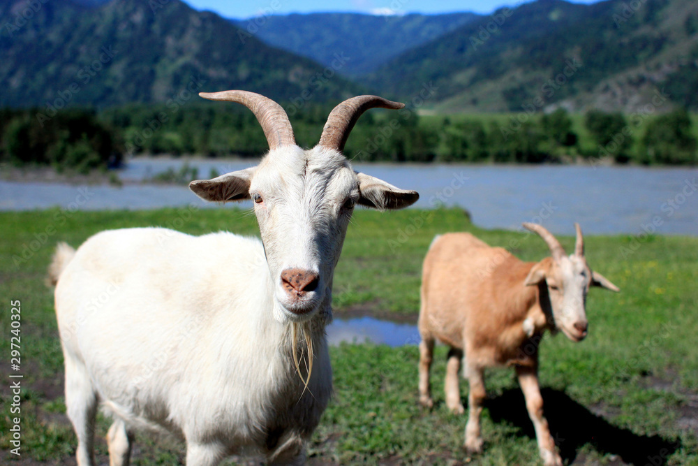 Goat portrait on a green summer meadow and mountains background Goat portrait on a green summer meadow and mountains background