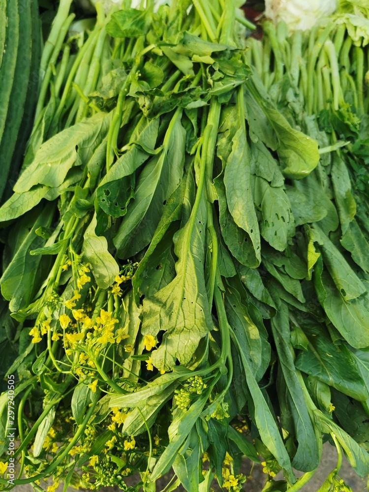Fototapeta premium Cantonese Turnip