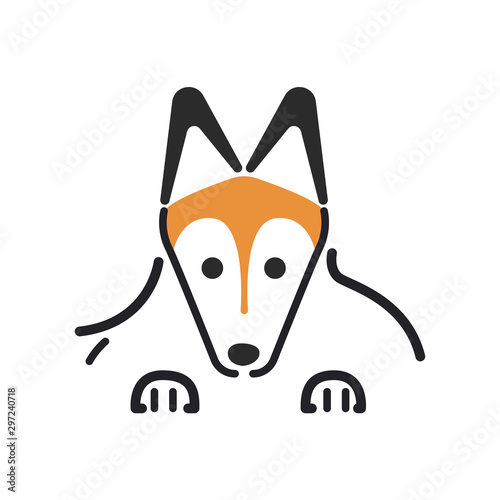 犬　ポーズ　表情　アップ　シェットランドシープドッグ