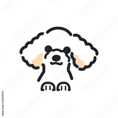 犬　ポーズ　表情　アップ　トイプードル