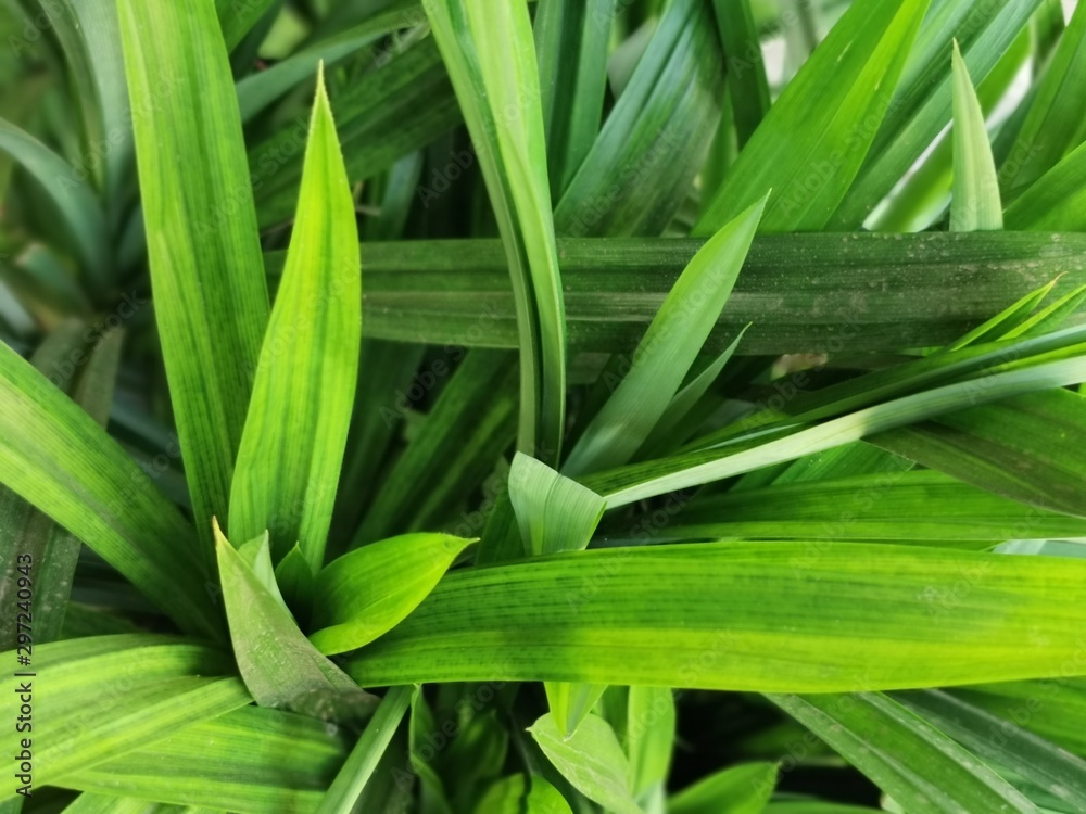 Obraz premium green leaf with water drops