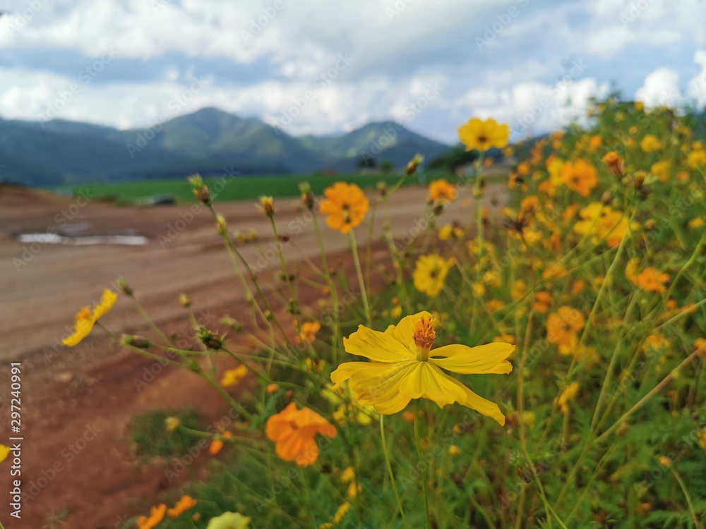 Flowers wayside Flowers wayside