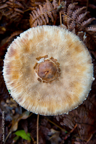 Macrolepiota excoriata mushroom waiting for mushroom pickers in autumnal brandenburg forest
