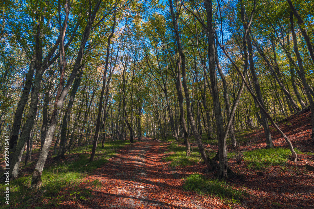 Fototapeta premium Colorful forest with crumbling dry leaves