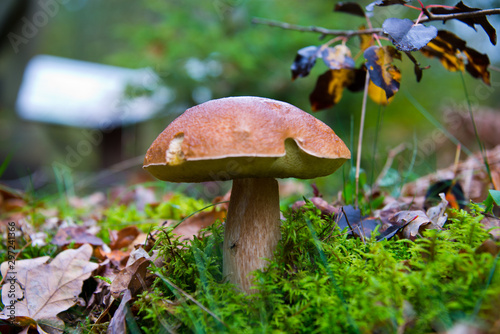 Fényképezés big wild bay boletus waiting for mushroom pickers in autumnal brandenburg forest