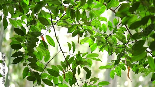 Swinging tree leaves