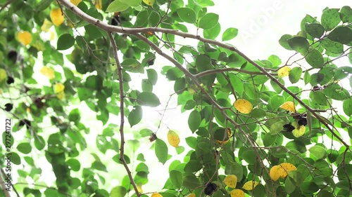 Swinging tree leaves