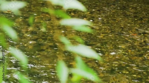 River and swaying leaves