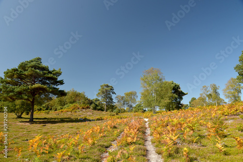 Godlingston Heath Moorland and landscape at Arne Nature Reserve near Wareham, Dorset on the south coast