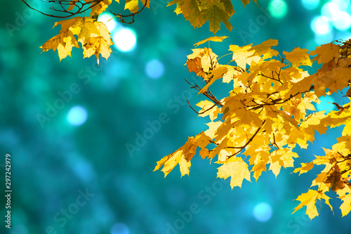 Canvastavla Decorative autumn banner decorated with branches with fall golden yellow maple leaves on background of autumnal foliage and shiny glowing bokeh, Indian summer