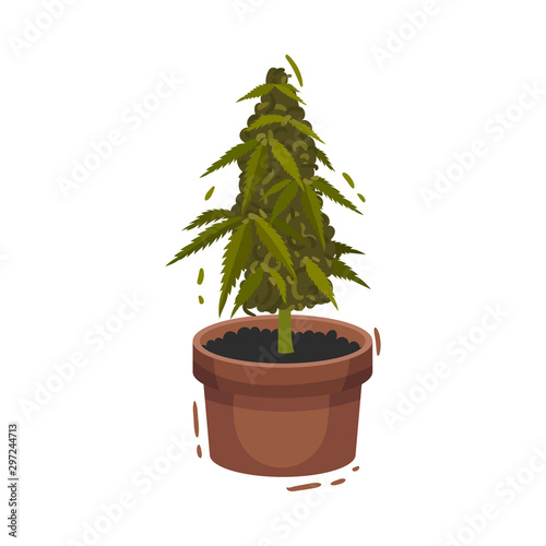 Cannabis Plant Growing In Pot Vector Illustrated Object