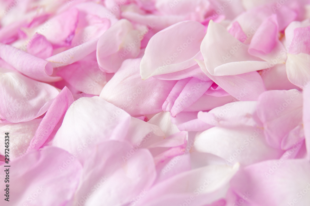 Beautiful pink rose petals background, closeup - obrazy, fototapety, plakaty 