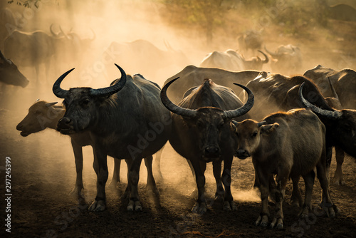 Fototapeta Naklejka Na Ścianę i Meble -  Buffalo herd that farmer feed them for rice farm with yellow sunlight during sunset time.