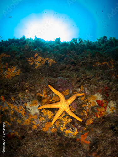 sea ​​background with starfish