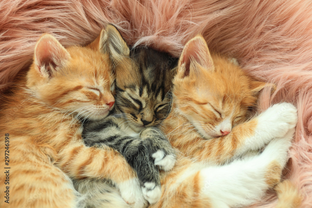 Cute little kittens sleeping on pink furry blanket, closeup - obrazy, fototapety, plakaty 