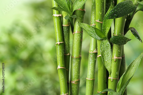 Tablou canvas Beautiful green bamboo stems on blurred background