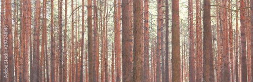 Pine forest with beautiful high pine trees against other pines with brown textured pine bark in summer in sunny weather