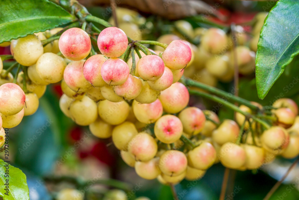 Ardisia crenata myrsinaceae plant or call hen’s eyes plant with small yellow berries on its tree