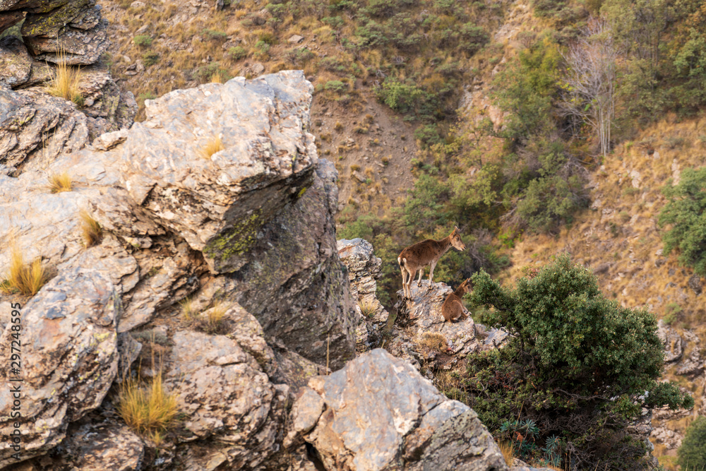 Obraz premium Female mountain goat in Sierra Nevada