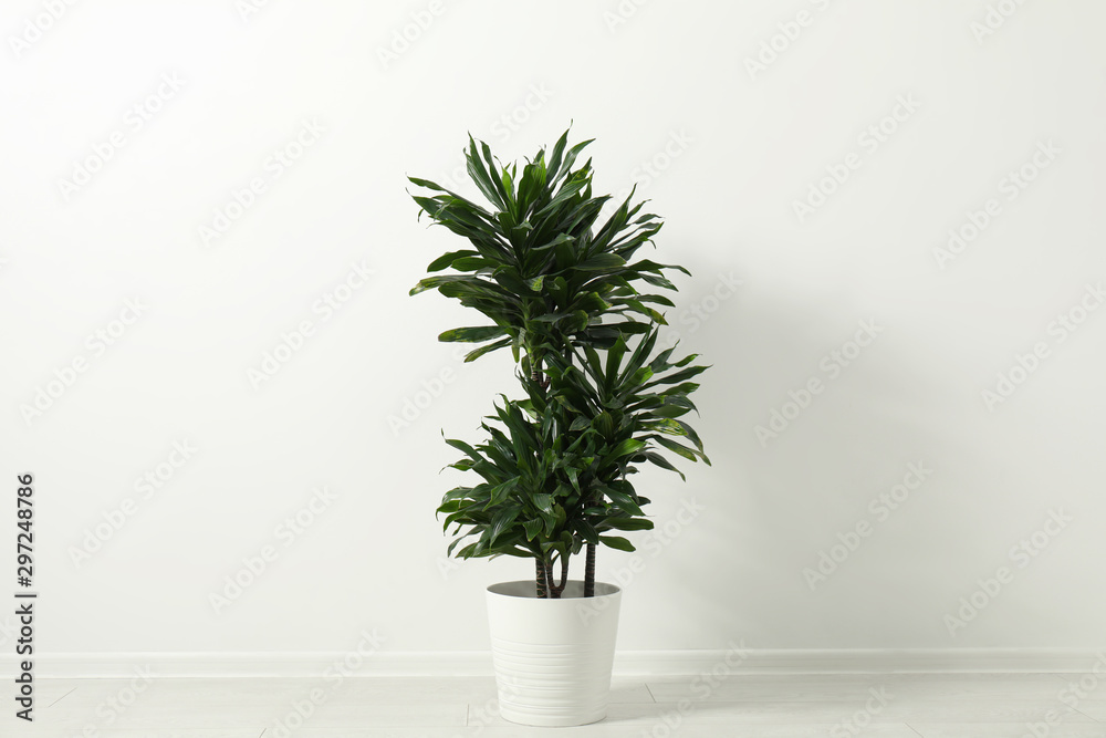 Tropical plant with lush leaves on floor near white wall