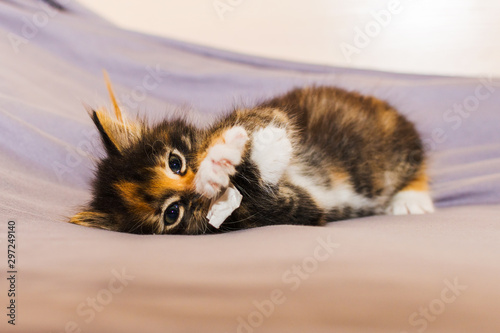 Fototapeta Naklejka Na Ścianę i Meble -  a pet. cute little kitten in home
