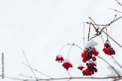 viburnum berries in winter on a Bush photo