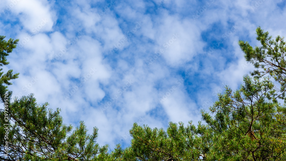 Beautiful natural frame from trees. Blue sky through the foliage. Look up, copy space. Beautiful natural frame from trees. Blue sky through the foliage. Look up, copy space.