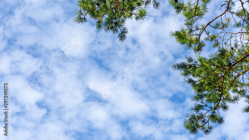 Beautiful natural frame from trees. Blue sky through the foliage. Look up  copy space.