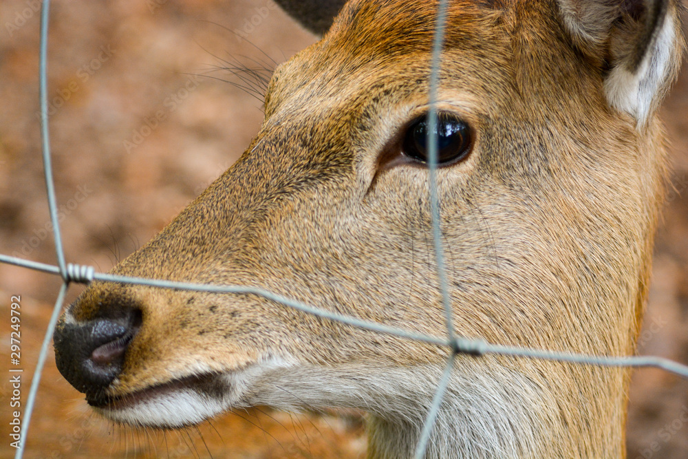 Fototapeta premium portrait of a young dappled deer