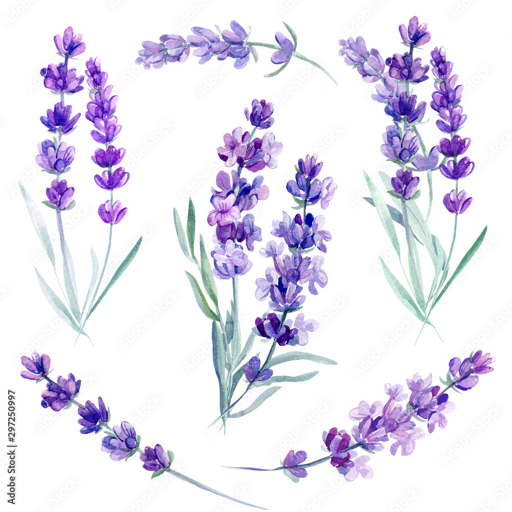 Clipart Lavender Flowers