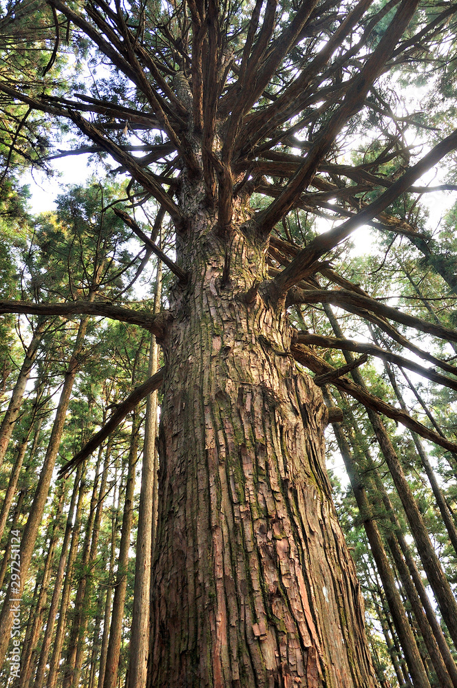Fototapeta premium 武甲山の表参道の森