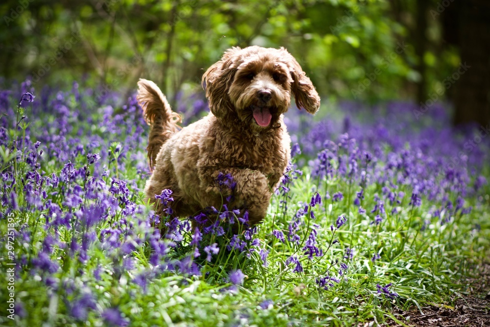 Cockerpoo in the Bluebells Cockerpoo in the Bluebells