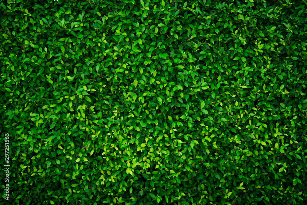 Small green leaves texture background with beautiful pattern. Clean environment. Ornamental plant in the garden. Eco wall. Organic natural background. Many leaves reduce dust in air. Tropical forest.