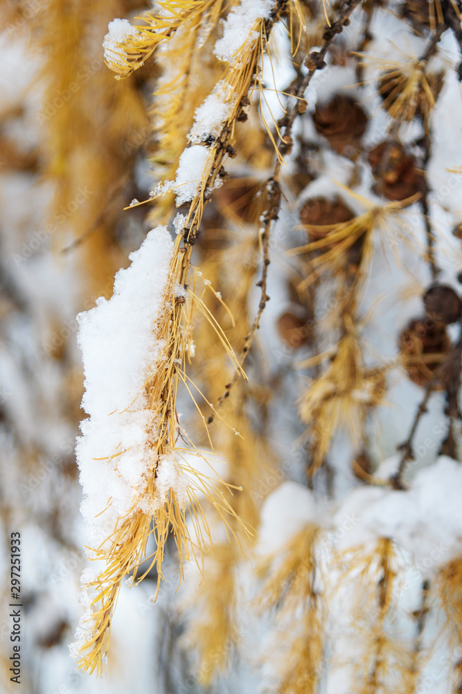 First snow on branch of larch tree