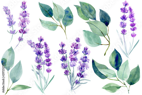 lavender flowers and blue leaves eucalyptus on an isolated white background, clipart watercolor painting, hand drawing