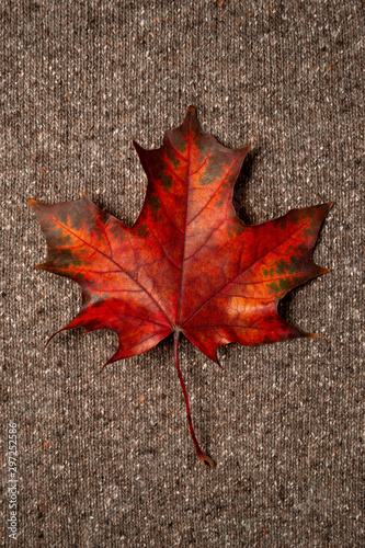 Red maple leaf on brown textile