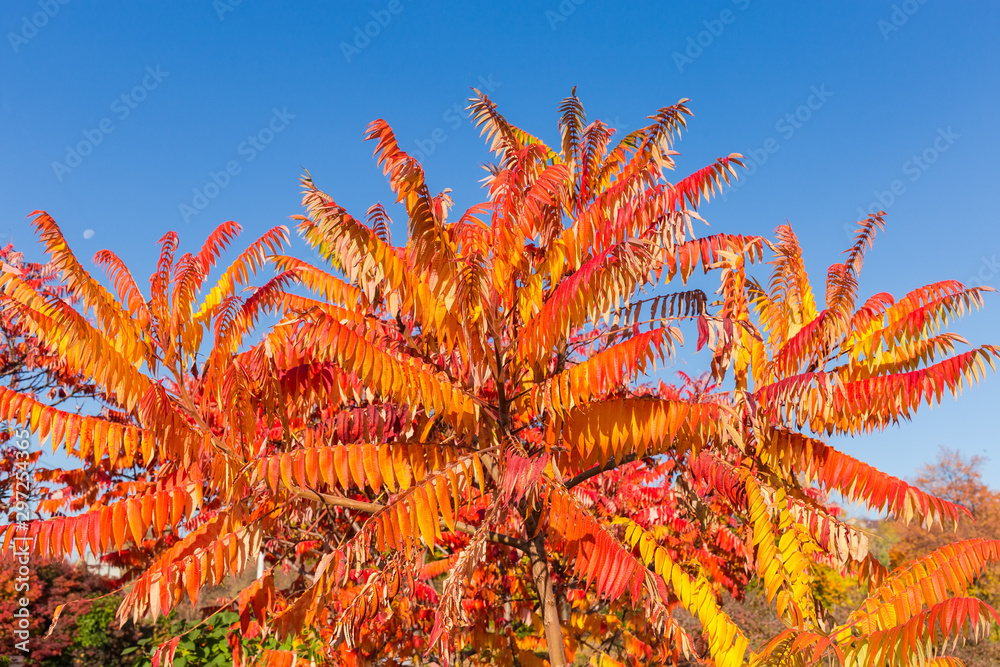 Treetop of Rhus typhina with autumn leaves against clear sky Treetop of Rhus typhina with autumn leaves against clear sky