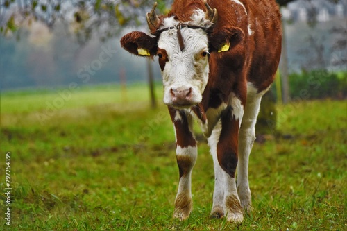 brown cow with white spots in the garden