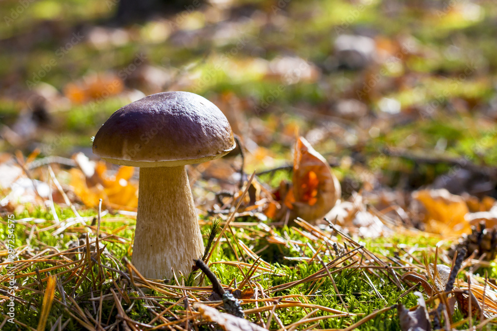 big porcini mushroom in deciduous moss big porcini mushroom in deciduous moss