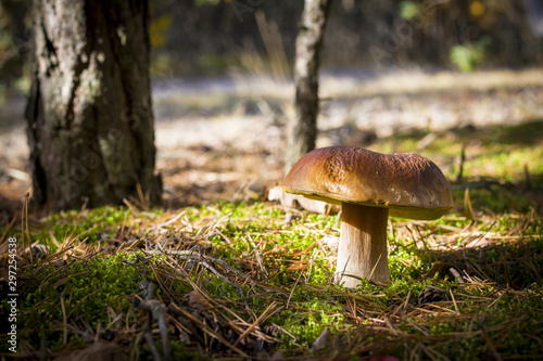big porcini mushroom grows in moss