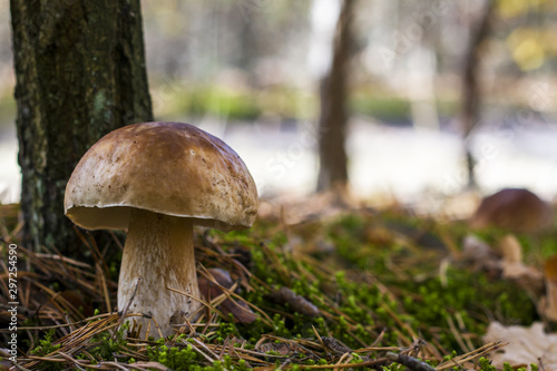 big porcini mushroom grows in wood