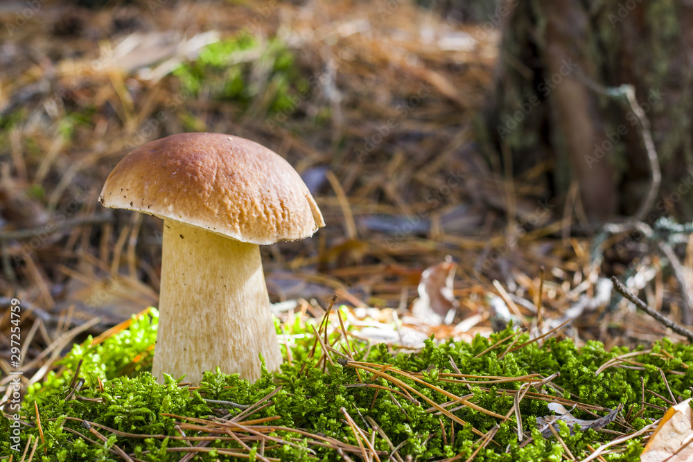 nice large porcini mushroom