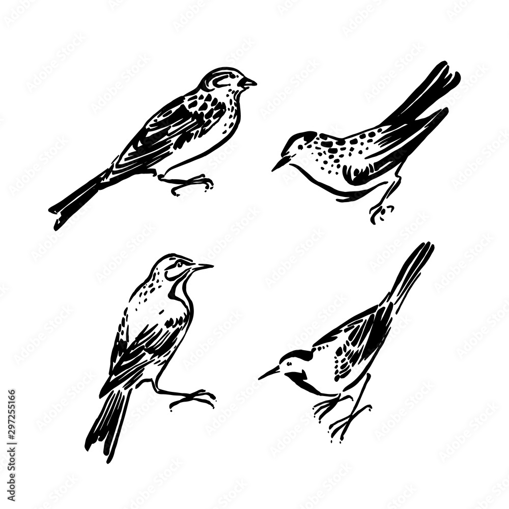 Fototapeta premium Wild birds collection. Vector animal illustration, hand drawn monochrome silhouettes painted by ink, black isolated on white background
