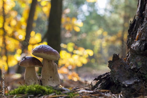 pair of porcini mushrooms near oak