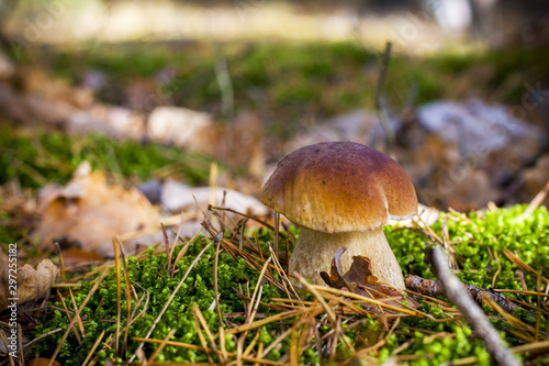 porcini mushroom grows in moss